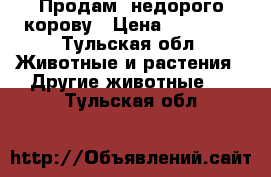 Продам  недорого корову › Цена ­ 80 000 - Тульская обл. Животные и растения » Другие животные   . Тульская обл.